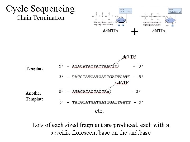Cycle Sequencing Chain Termination dd. NTPs Template Another Template etc. Lots of each sized