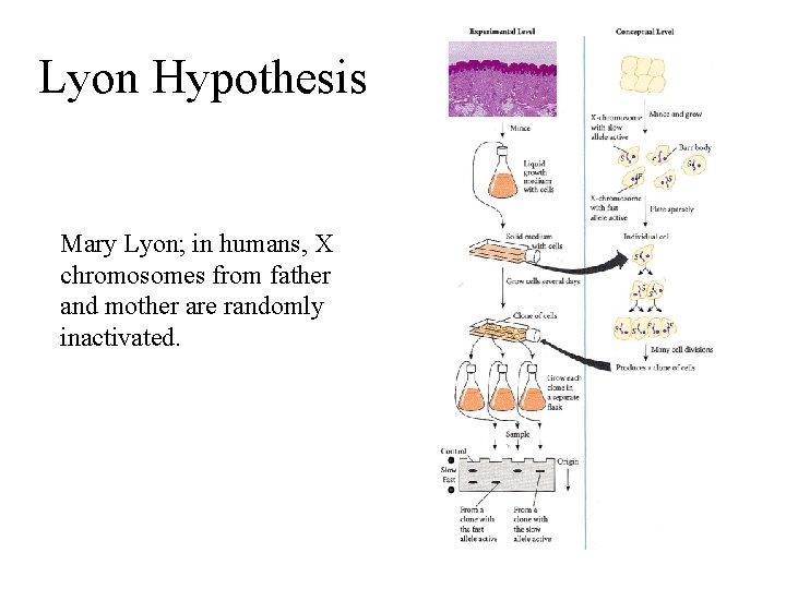 Lyon Hypothesis Mary Lyon; in humans, X chromosomes from father and mother are randomly
