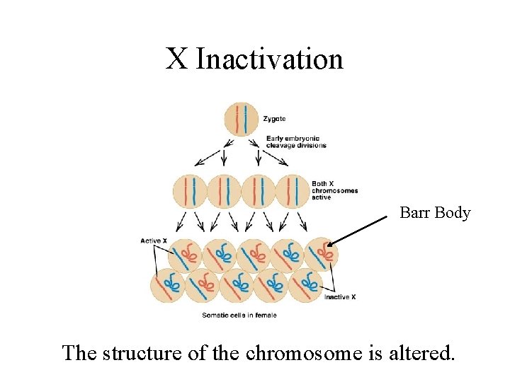 X Inactivation Barr Body The structure of the chromosome is altered. 