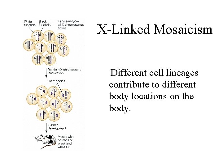 X-Linked Mosaicism Different cell lineages contribute to different body locations on the body. 