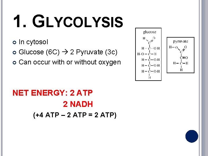 1. GLYCOLYSIS In cytosol Glucose (6 C) 2 Pyruvate (3 c) Can occur with