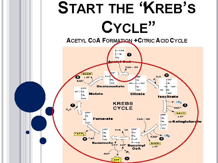START THE “KREB’S CYCLE” ACETYL COA FORMATION + CITRIC ACID CYCLE 