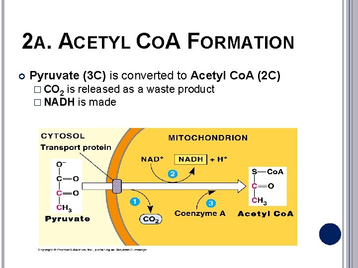 2 A. ACETYL COA FORMATION Pyruvate (3 C) is converted to Acetyl Co. A