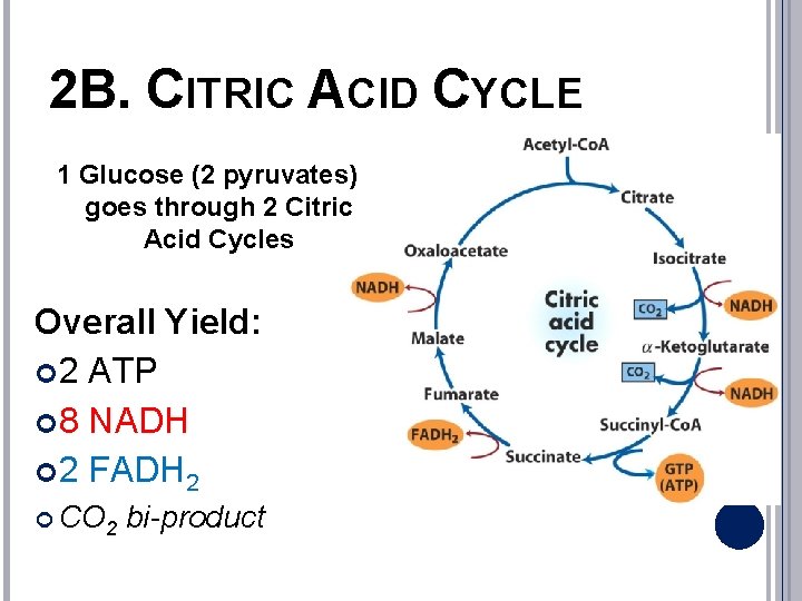 2 B. CITRIC ACID CYCLE 1 Glucose (2 pyruvates) goes through 2 Citric Acid