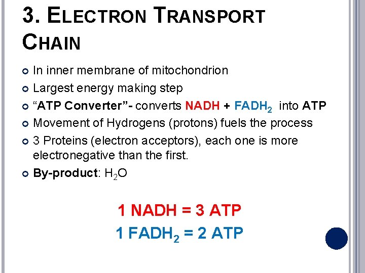 3. ELECTRON TRANSPORT CHAIN In inner membrane of mitochondrion Largest energy making step “ATP