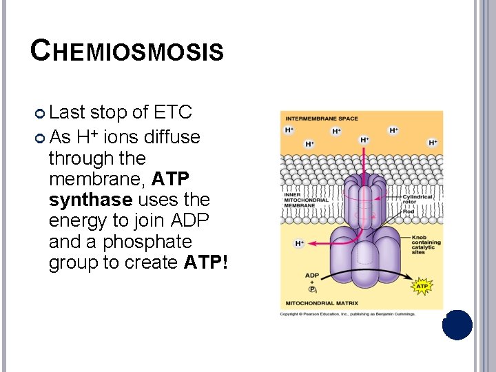 CHEMIOSMOSIS Last stop of ETC As H+ ions diffuse through the membrane, ATP synthase