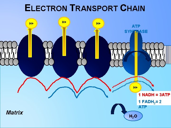 ELECTRON TRANSPORT CHAIN H+ H+ H+ ATP SYNTHASE H+ 1 NADH = 3 ATP