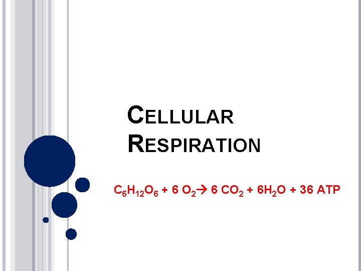 CELLULAR RESPIRATION C 6 H 12 O 6 + 6 O 2 6 CO