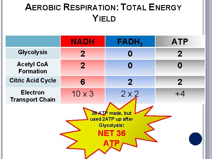 AEROBIC RESPIRATION: TOTAL ENERGY YIELD Glycolysis Acetyl Co. A Formation Citric Acid Cycle Electron