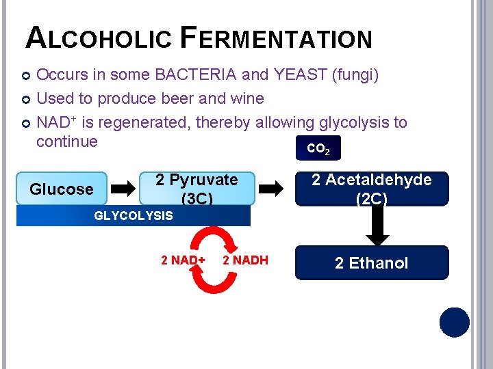 ALCOHOLIC FERMENTATION Occurs in some BACTERIA and YEAST (fungi) Used to produce beer and