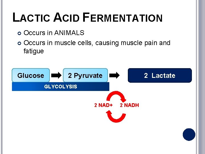 LACTIC ACID FERMENTATION Occurs in ANIMALS Occurs in muscle cells, causing muscle pain and