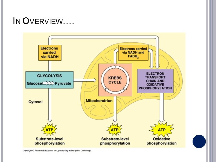 IN OVERVIEW…. 