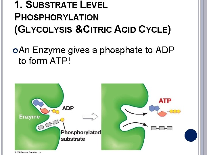 1. SUBSTRATE LEVEL PHOSPHORYLATION (GLYCOLYSIS &CITRIC ACID CYCLE) An Enzyme gives a phosphate to