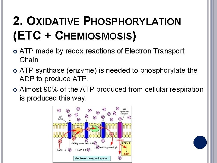 2. OXIDATIVE PHOSPHORYLATION (ETC + CHEMIOSMOSIS) ATP made by redox reactions of Electron Transport