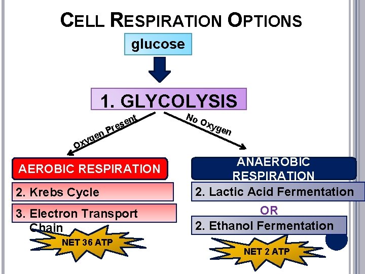 CELL RESPIRATION OPTIONS glucose 1. GLYCOLYSIS n e g xy nt e s Pre