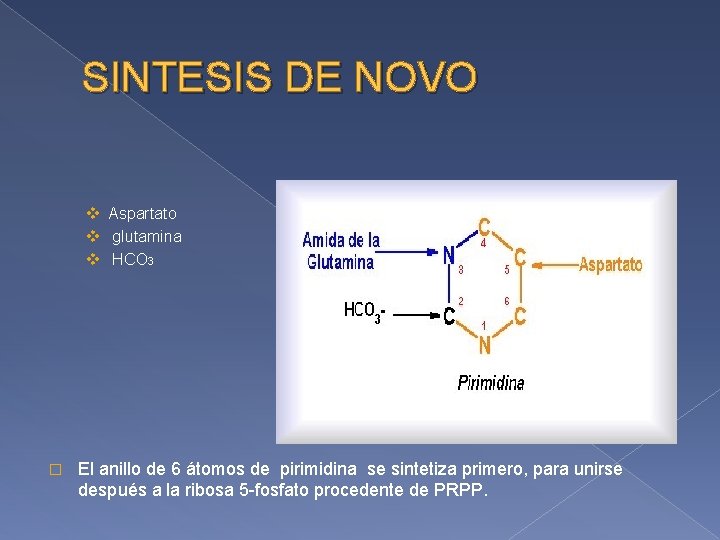 SINTESIS DE NOVO v Aspartato v glutamina v HCO 3 � El anillo de