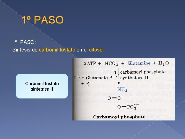1º PASO: Sintesis de carbomil fosfato en el citosol Carbomil fosfato sintetasa II 
