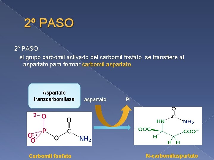 2º PASO: el grupo carbomil activado del carbomil fosfato se transfiere al aspartato para