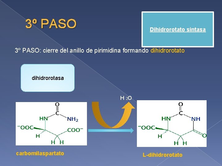 3º PASO Dihidrorotato sintasa 3º PASO: cierre del anillo de pirimidina formando dihidrorotato dihidrorotasa