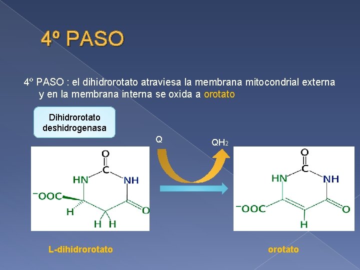 4º PASO : el dihidrorotato atraviesa la membrana mitocondrial externa y en la membrana