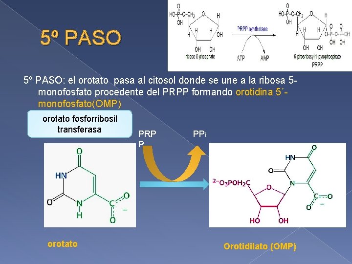 5º PASO: el orotato pasa al citosol donde se une a la ribosa 5