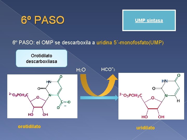 6º PASO UMP sintasa 6º PASO: el OMP se descarboxila a uridina 5´-monofosfato(UMP) Orotidilato