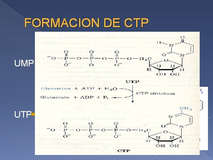FORMACION DE CTP ATP ADP UMP ADP UDP Gln Glu ATP UTP Nucleósido quinasa