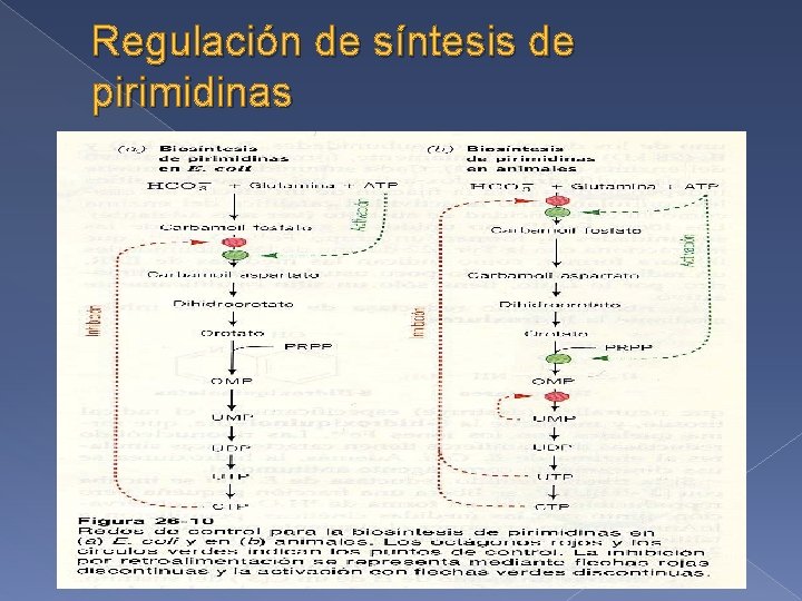 Regulación de síntesis de pirimidinas 