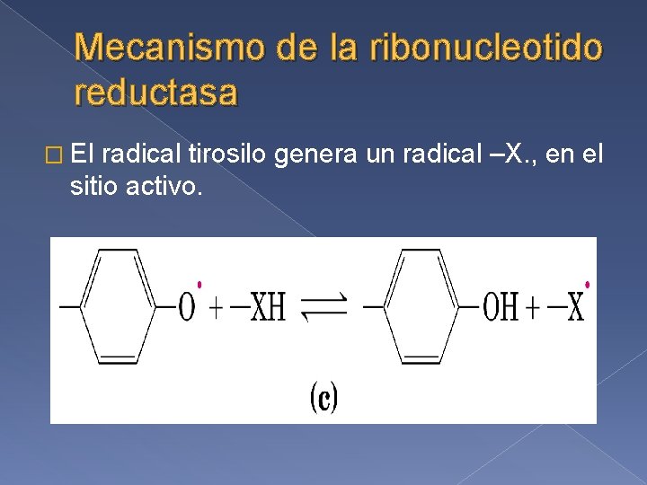 Mecanismo de la ribonucleotido reductasa � El radical tirosilo genera un radical –X. ,