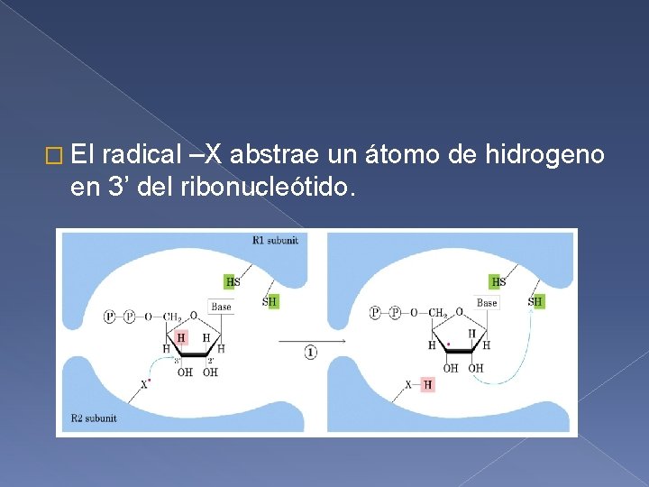 � El radical –X abstrae un átomo de hidrogeno en 3’ del ribonucleótido. 