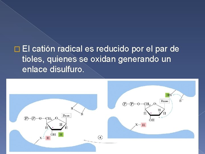 � El catión radical es reducido por el par de tioles, quienes se oxidan
