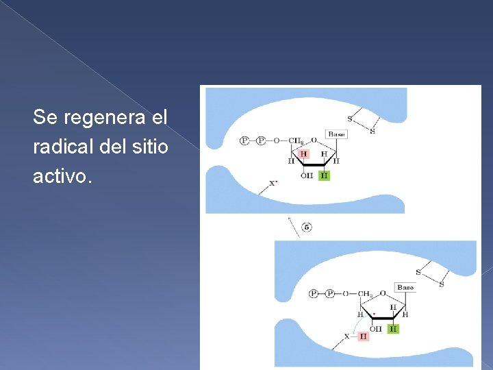 Se regenera el radical del sitio activo. 