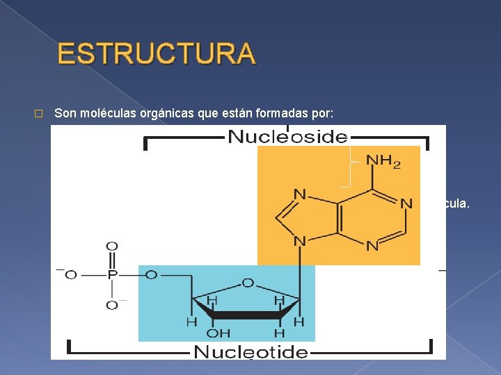 ESTRUCTURA � Son moléculas orgánicas que están formadas por: - azúcar de 5 carbonos