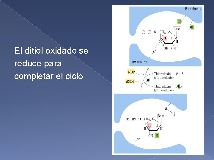 El ditiol oxidado se reduce para completar el ciclo 