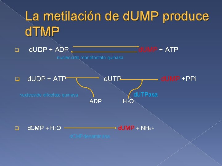 La metilación de d. UMP produce d. TMP d. UDP + ADP q d.