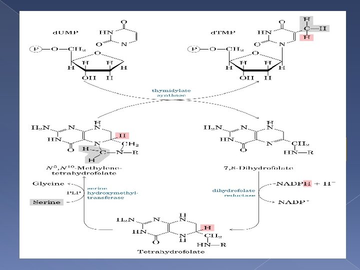 La metilación de d. UMP produce d. TMP � Se transfiere grupo metil desde