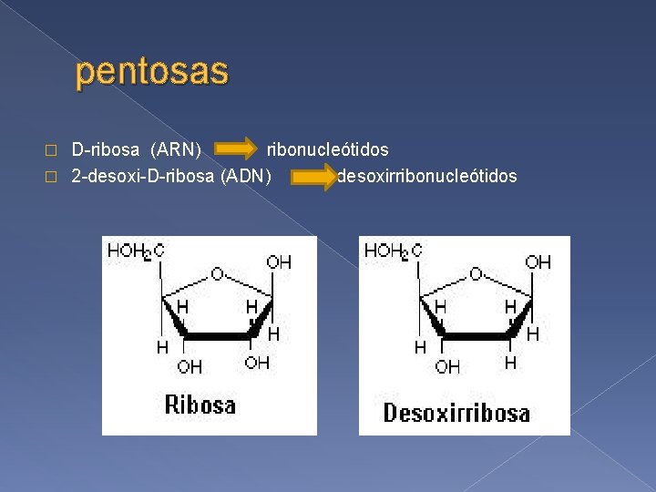 pentosas D-ribosa (ARN) ribonucleótidos � 2 -desoxi-D-ribosa (ADN) desoxirribonucleótidos � 