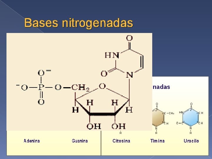 Bases nitrogenadas Ricas en nitrógeno � Proporciona carácter básico a la molécula � Pirimidina