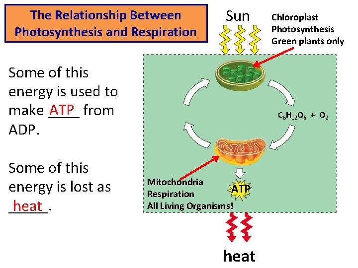 The Relationship Between Photosynthesis and Respiration Sun Some of this energy is used to