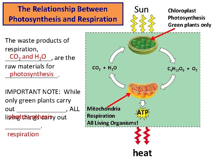 The Relationship Between Photosynthesis and Respiration The waste products of respiration, CO 2 and