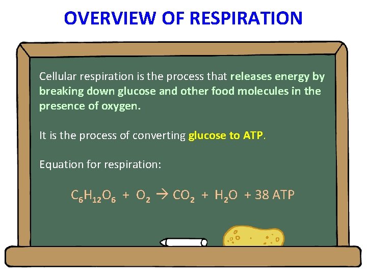 OVERVIEW OF RESPIRATION Cellular respiration is the process that releases energy by breaking down