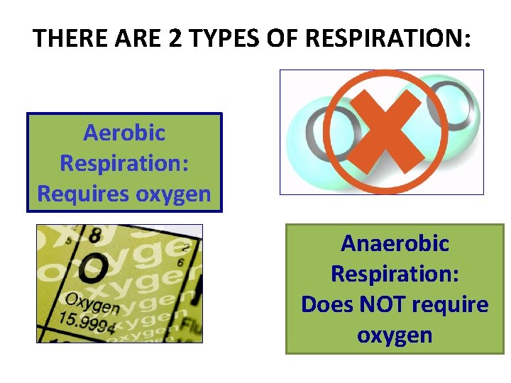 THERE ARE 2 TYPES OF RESPIRATION: Aerobic Respiration: Requires oxygen Anaerobic Respiration: Does NOT