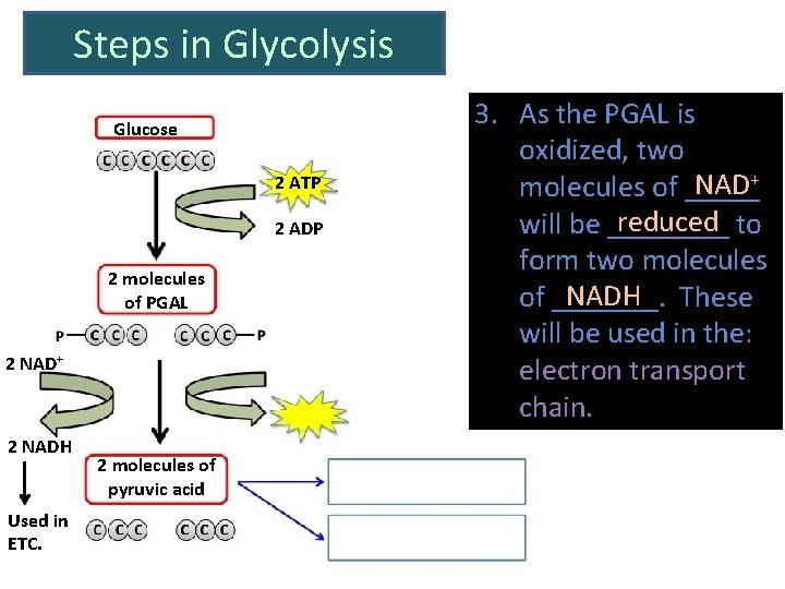 Steps in Glycolysis Glucose 2 ATP 2 ADP 2 molecules of PGAL 2 NAD+