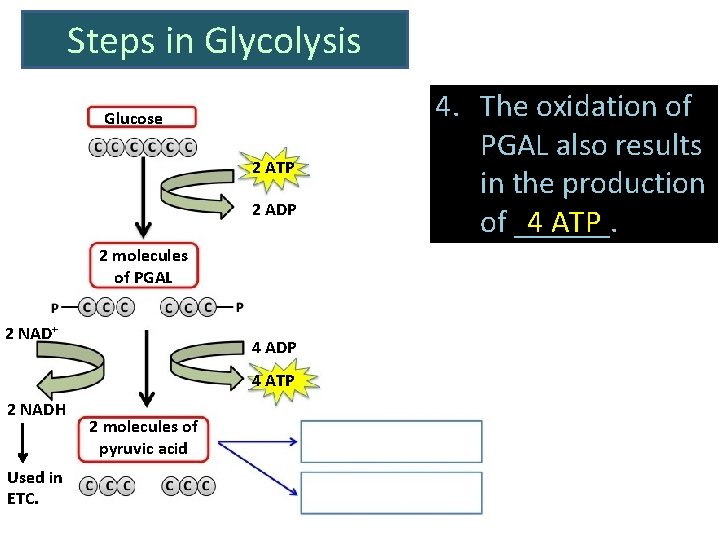 Steps in Glycolysis Glucose 2 ATP 2 ADP 2 molecules of PGAL 2 NAD+