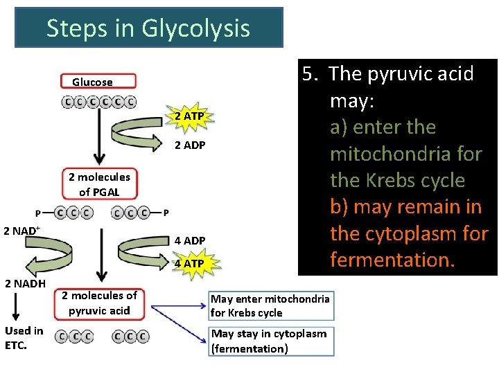 Steps in Glycolysis Glucose 2 ATP 2 ADP 2 molecules of PGAL 2 NAD+