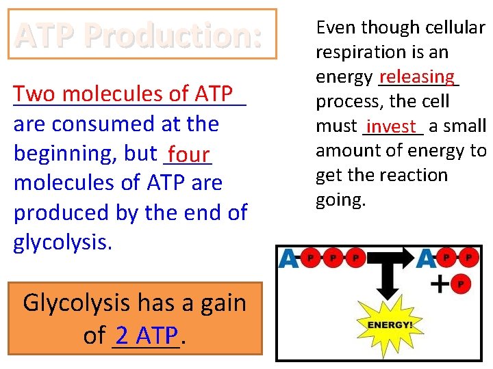 ATP Production: Two molecules of ATP __________ are consumed at the beginning, but ____