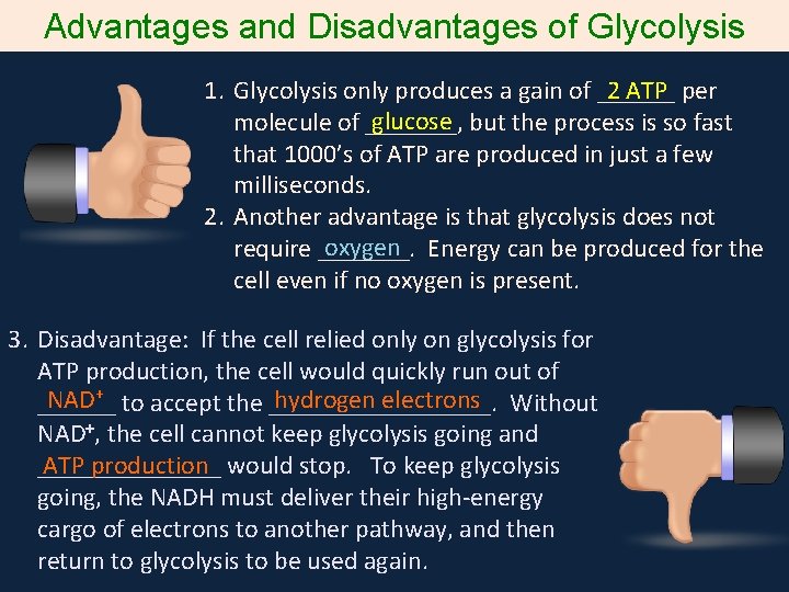 Advantages and Disadvantages of Glycolysis 2 ATP 1. Glycolysis only produces a gain of