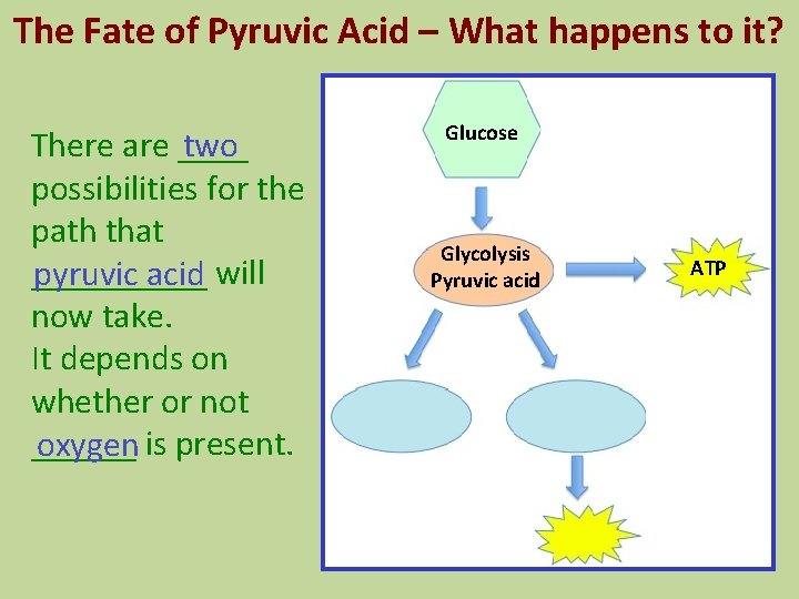 The Fate of Pyruvic Acid – What happens to it? There are ____ two