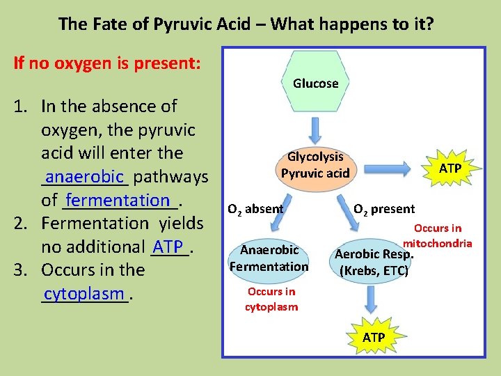 The Fate of Pyruvic Acid – What happens to it? If no oxygen is