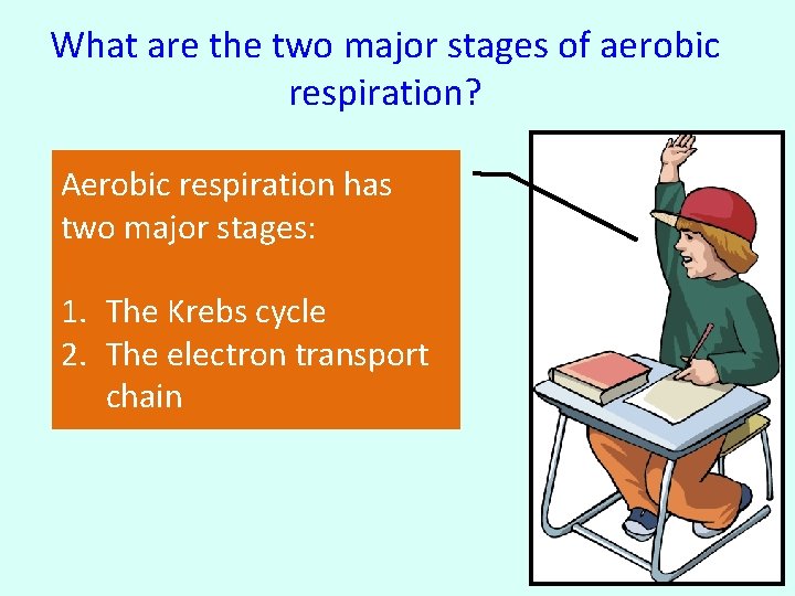 What are the two major stages of aerobic respiration? Aerobic respiration has two major